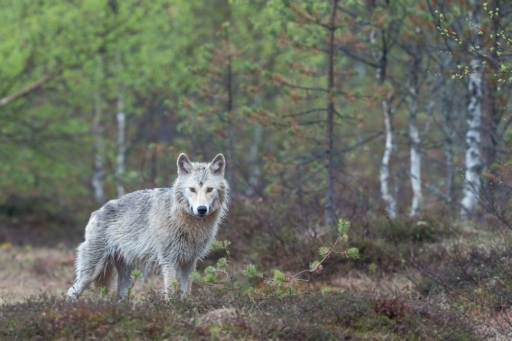 Lobo blanco caminando en el bosque durante el día