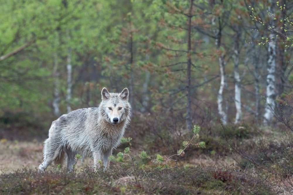 lobo branco que caminha na floresta durante o dia