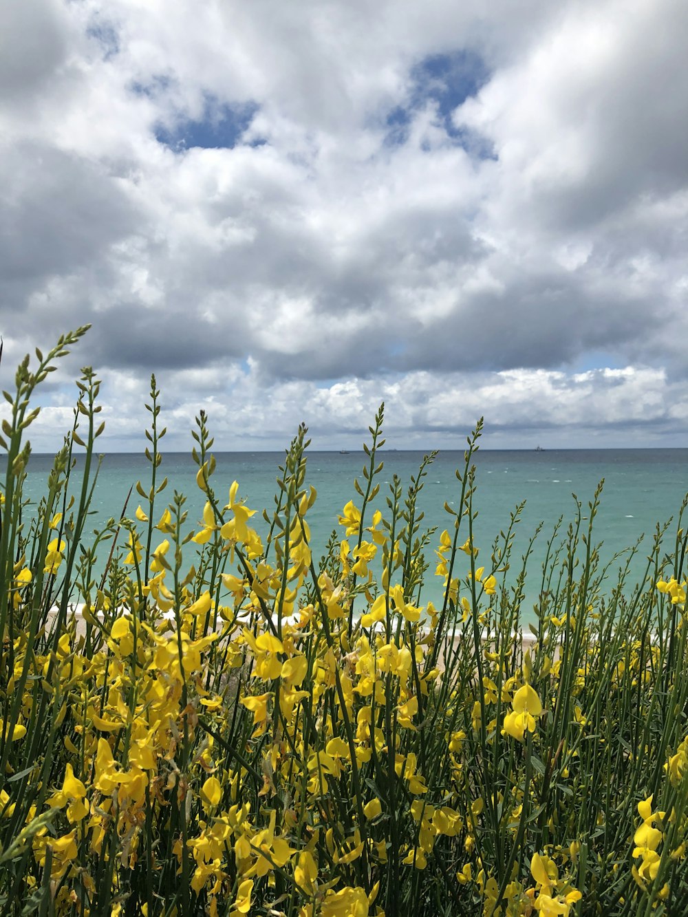 yellow flower field near sea under white clouds and blue sky during daytime