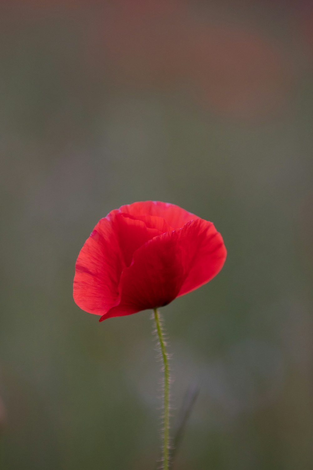 red flower in tilt shift lens