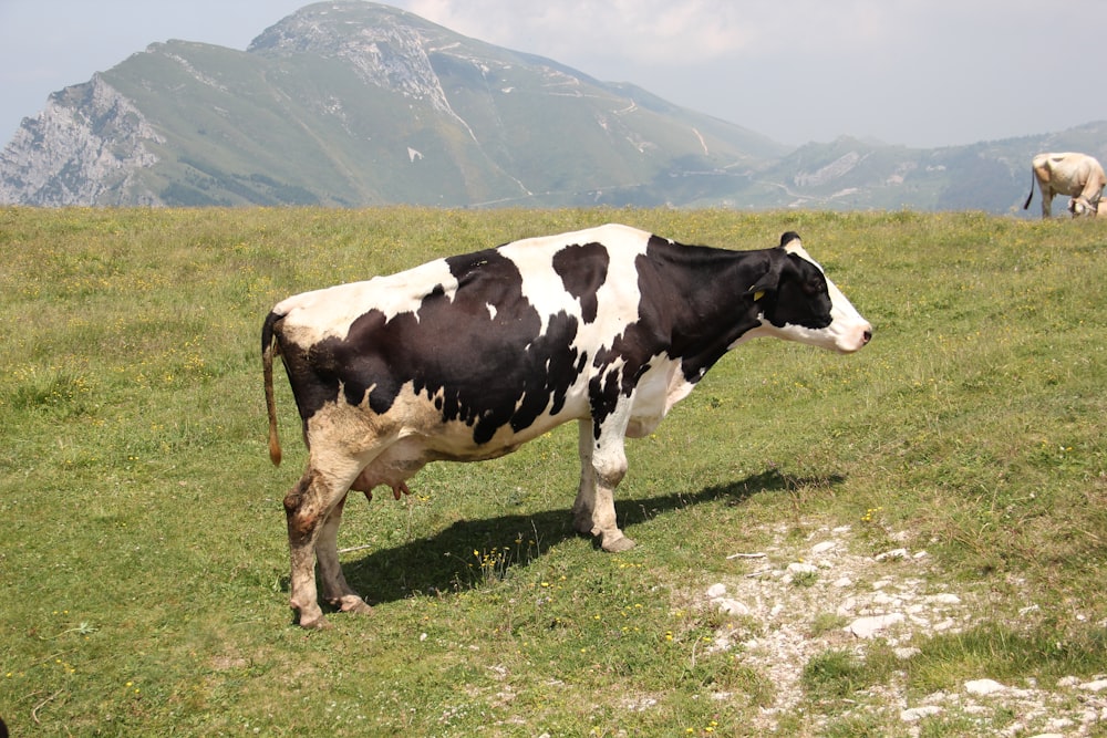 Vaca blanca y negra en el campo de hierba verde durante el día