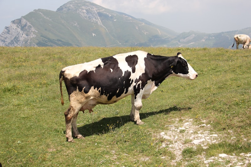 Cattle Landing