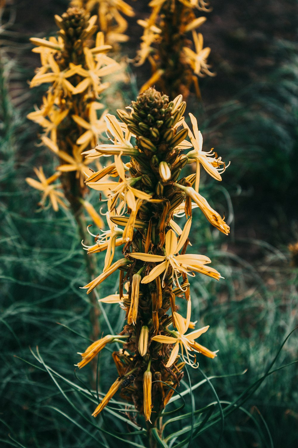 brown and white plant in close up photography