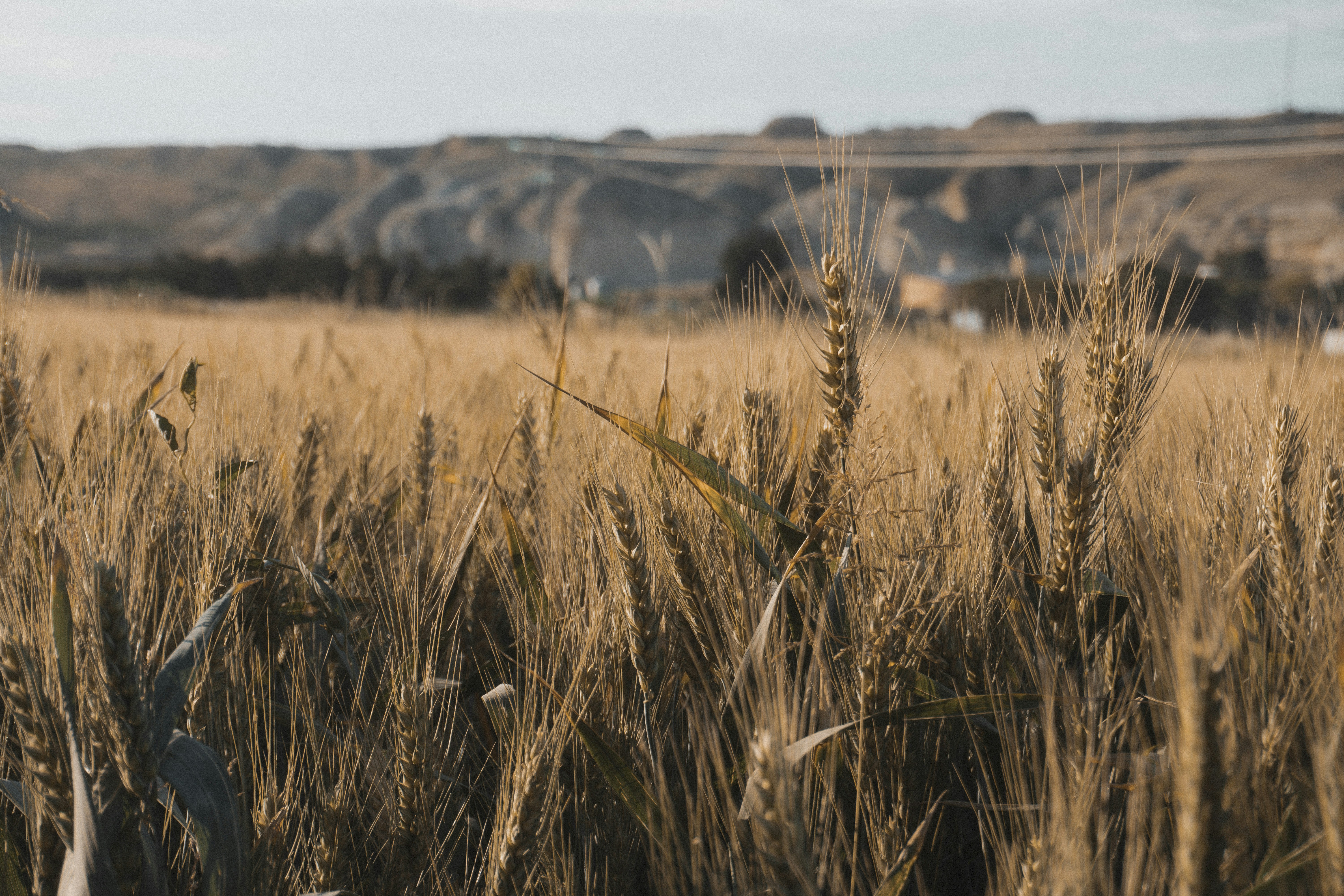 brown wheat field during daytime