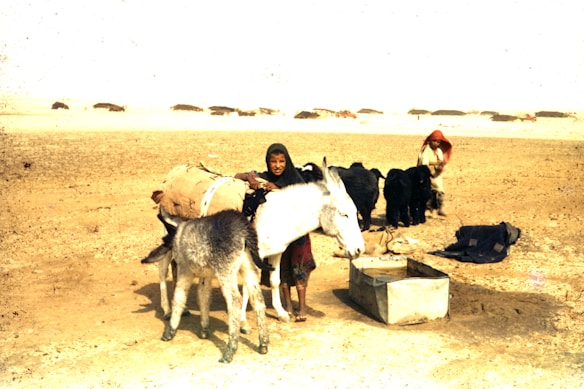 A child standing beside a donkey with a foal in an arid, desert-like landscape. The donkey appears to be carrying a large bundle. Another person is seen in the background tending to several black animals, possibly goats or sheep. A metal water basin is placed in the foreground. The horizon is dotted with a line of small black mounds or tents.
