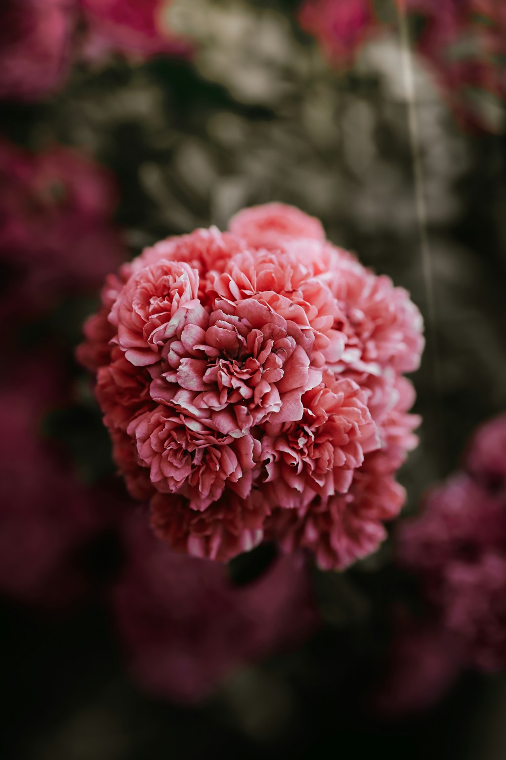 pink flower in tilt shift lens