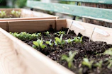 Students planting seedlings in raised garden beds under supervision