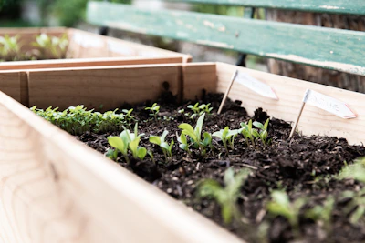 A wooden shelf in a sunny front yard filled with labeled packets of desert tree and flower seeds.