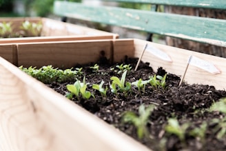 Wooden planter boxes filled with dark soil and small, green seedlings. Labels are attached to sticks, marking different plant sections. The background includes a blurred view of a green bench.