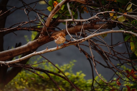 brown bird on brown tree branch during daytime in Pune India