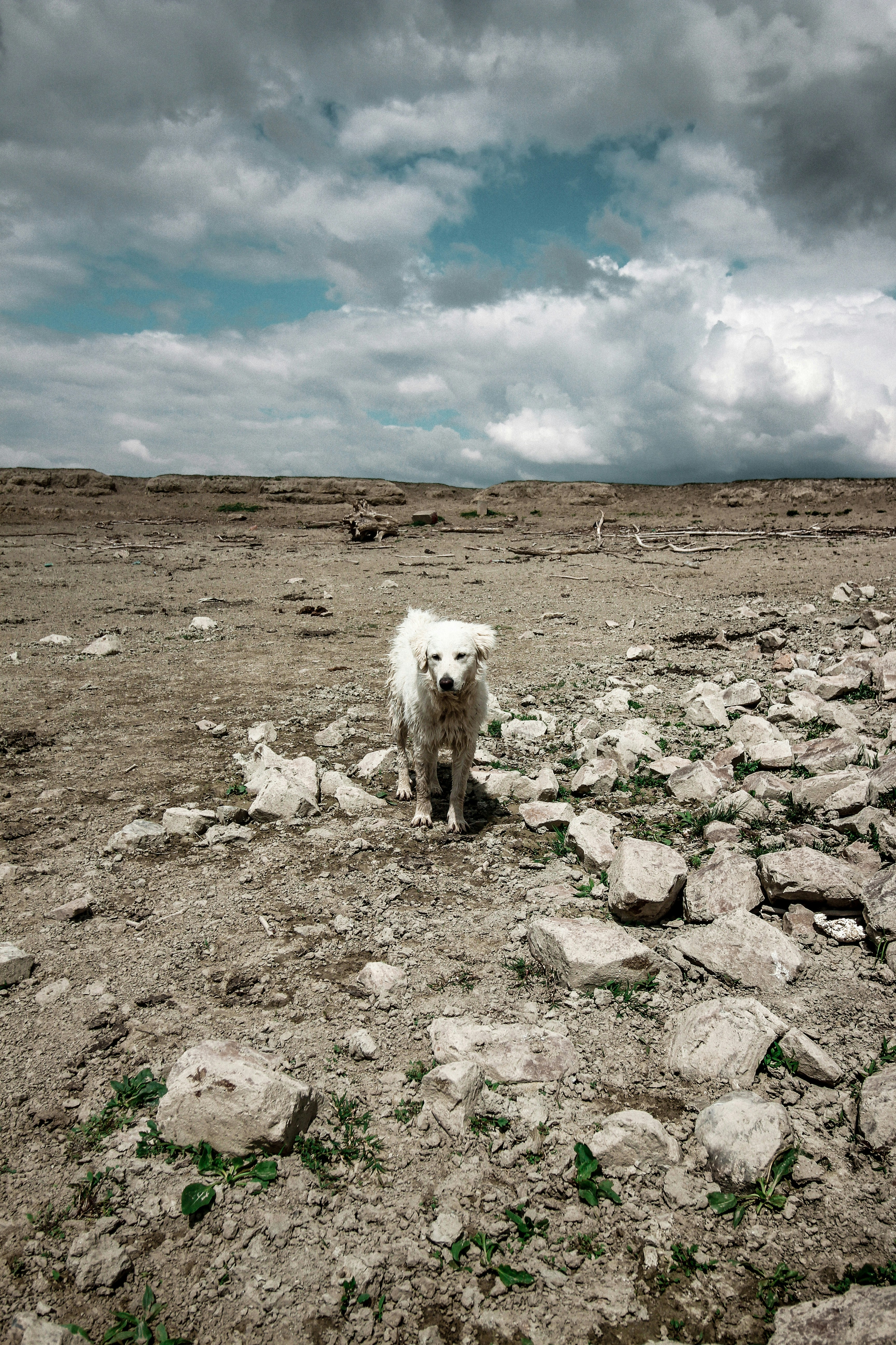 Wandering dog in a wasteland. Krčedinska ada near Novi Sad, Vojvodina, Serbia. https://instagram.com/valentinsalja