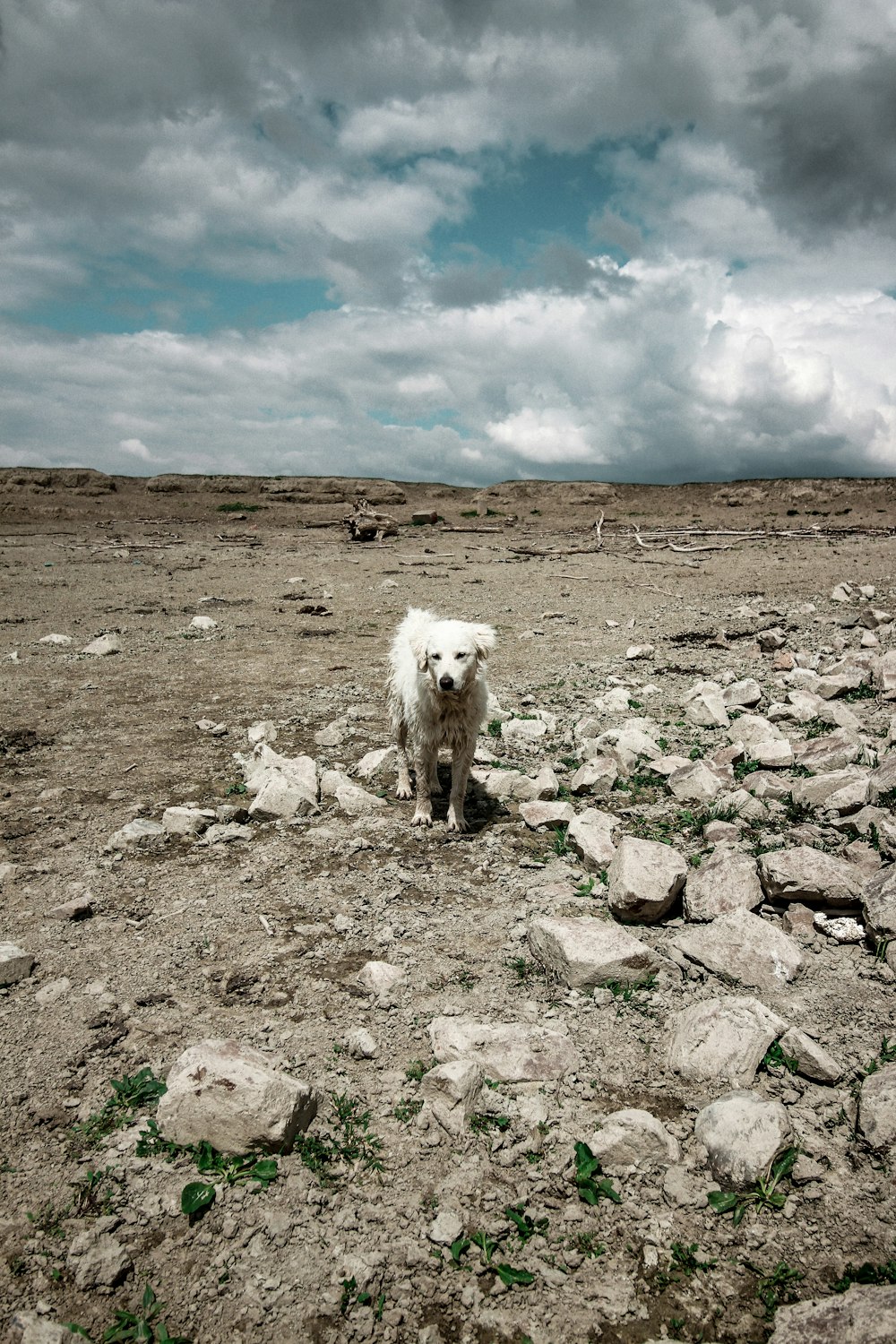 青と白の曇り空の下の灰色の岩場に白いロングコートの小型犬