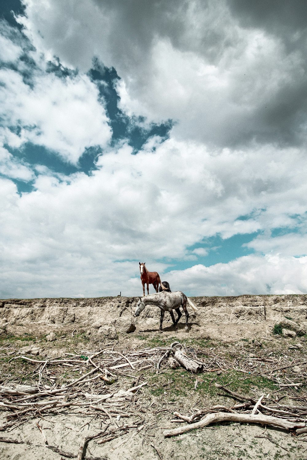 brown horse on brown field under white clouds and blue sky during daytime