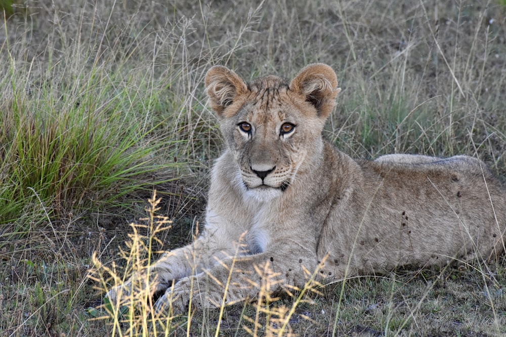 brown lioness lying on green grass during daytime