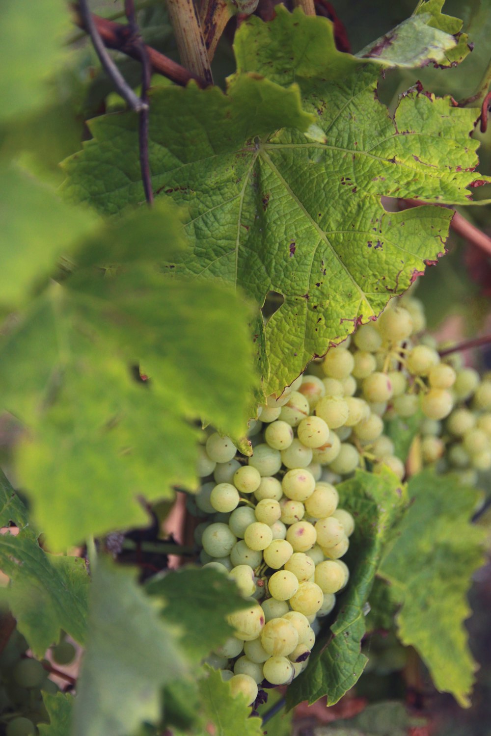 green grapes on green leaves