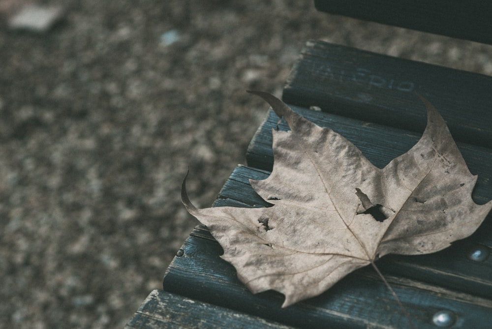 green leaf on brown marble table