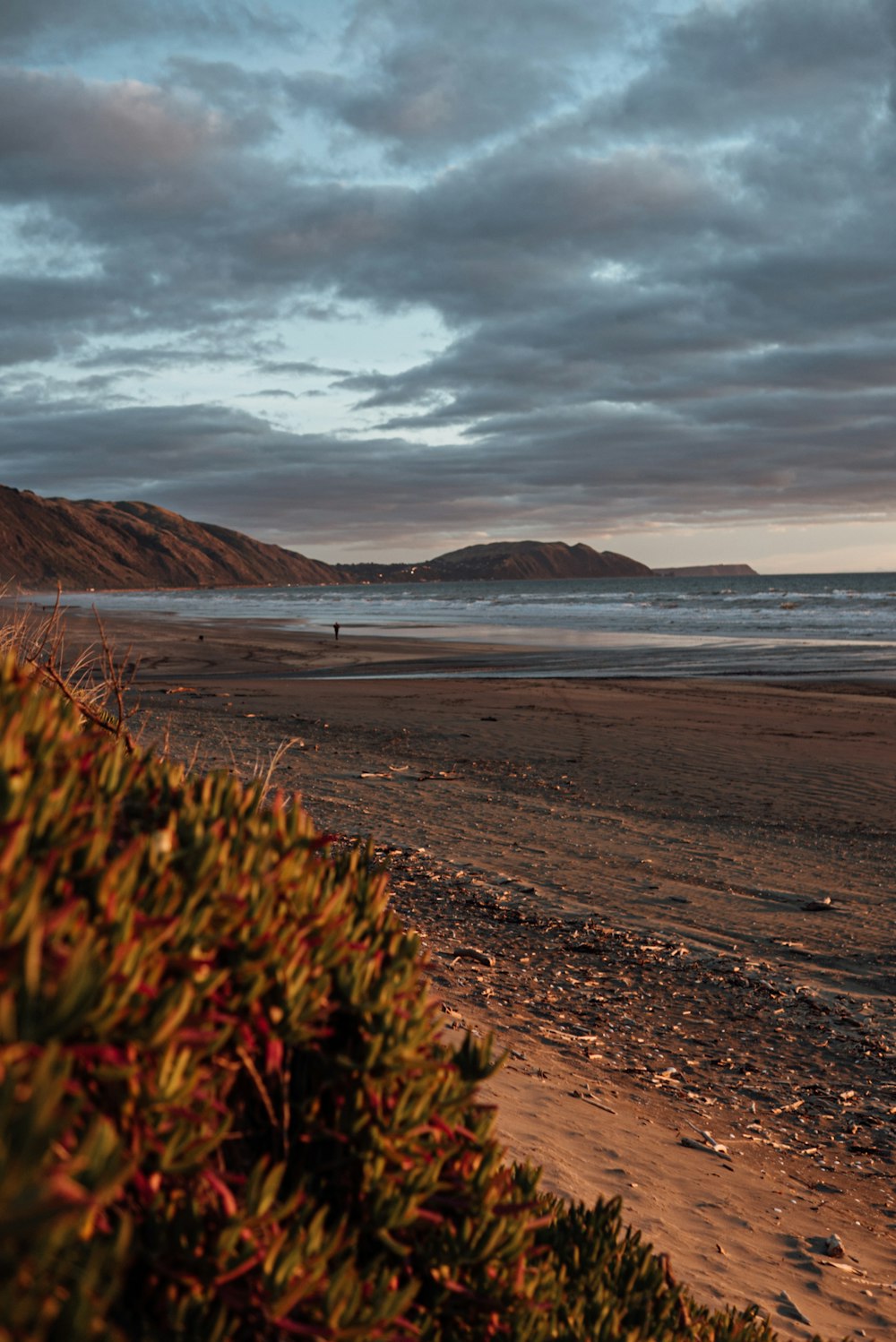 brown grass on brown sand near body of water during daytime