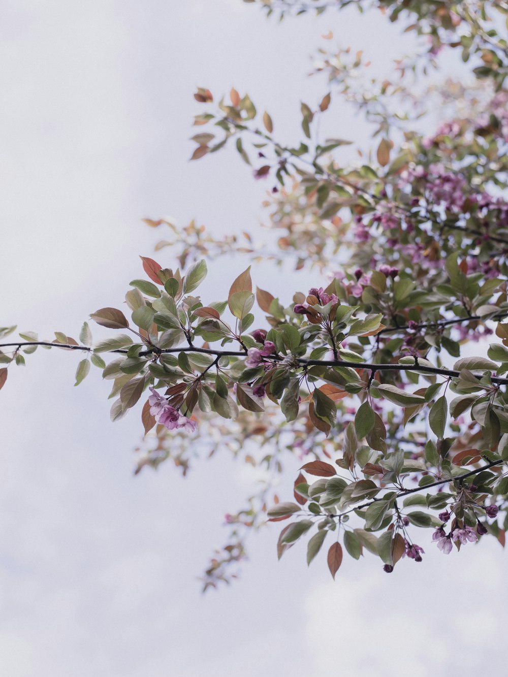 pink and green leaves during daytime