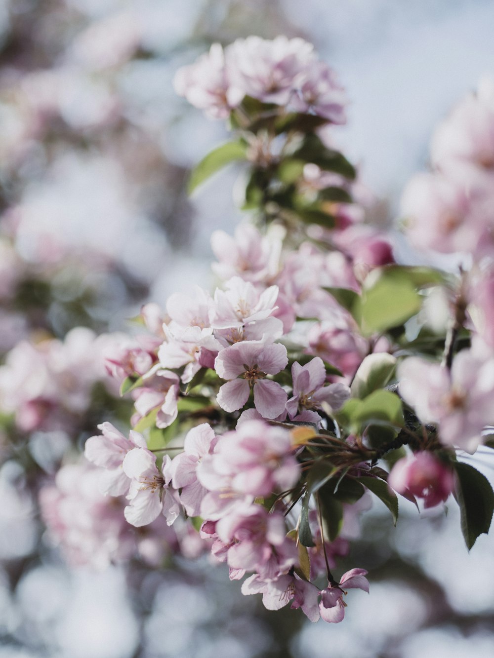 pink and white flowers in tilt shift lens