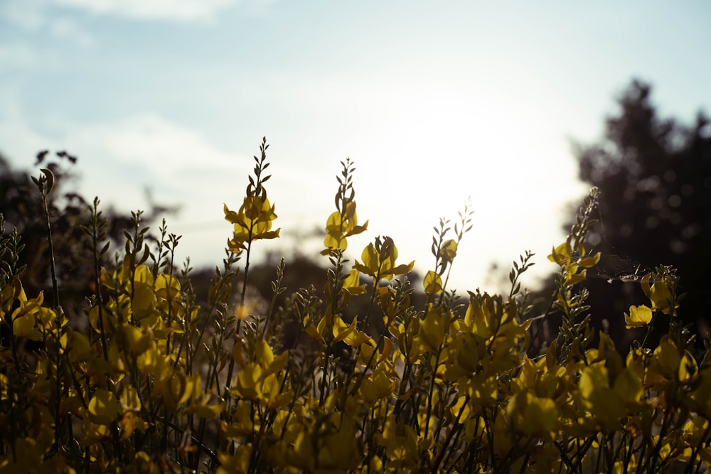 yellow flower field during daytime