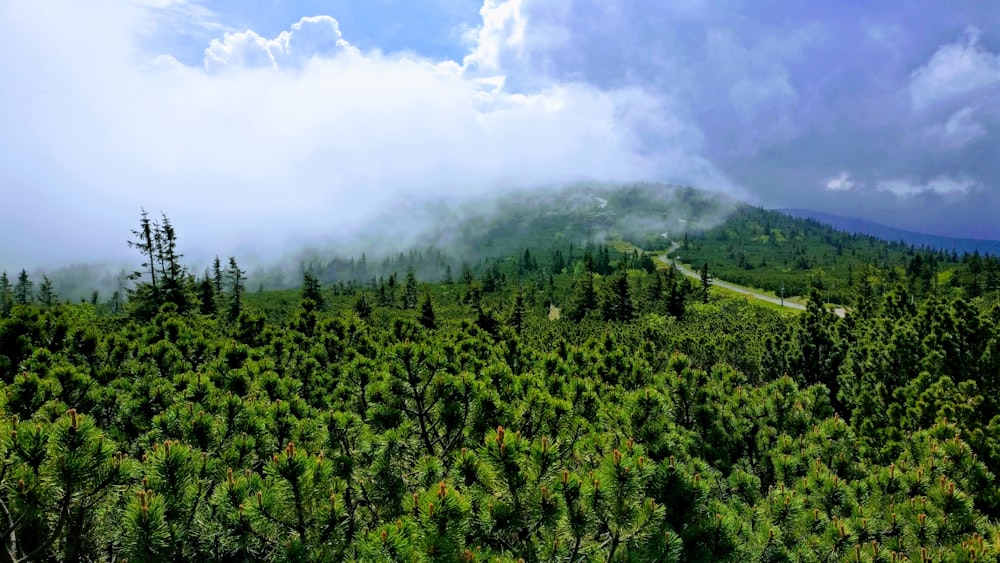 green trees under white clouds and blue sky during daytime