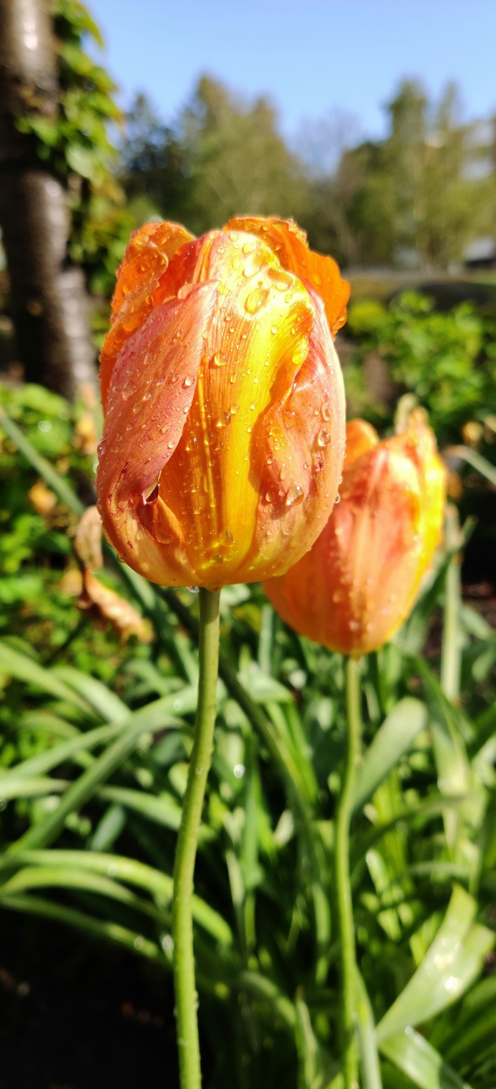 orange flower in tilt shift lens