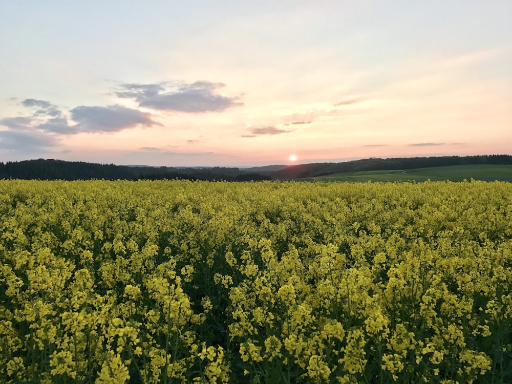 Campo de flores amarillas durante la puesta del sol