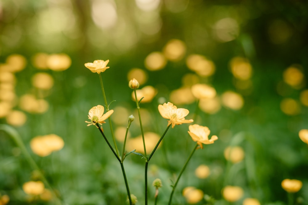 yellow flowers in tilt shift lens