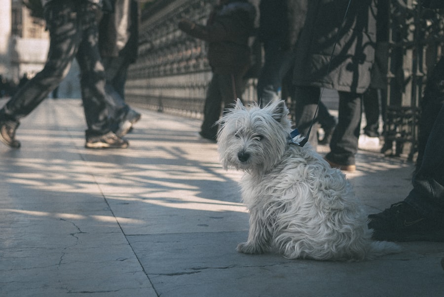 Small puppy sitting on a sidewalk wearing a harness and leash, refusing to move forward
