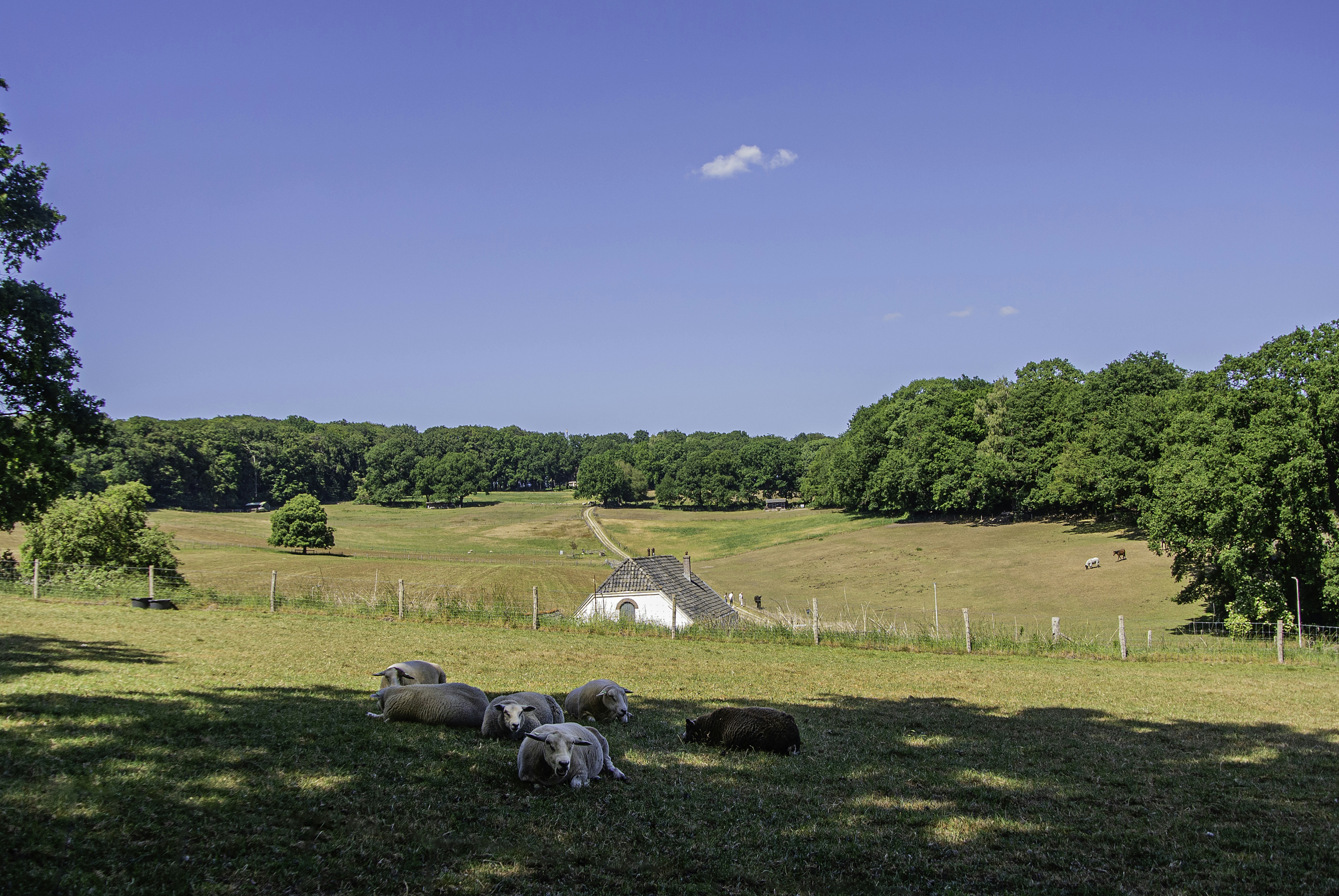 a herd of sheep grazing on a lush green field