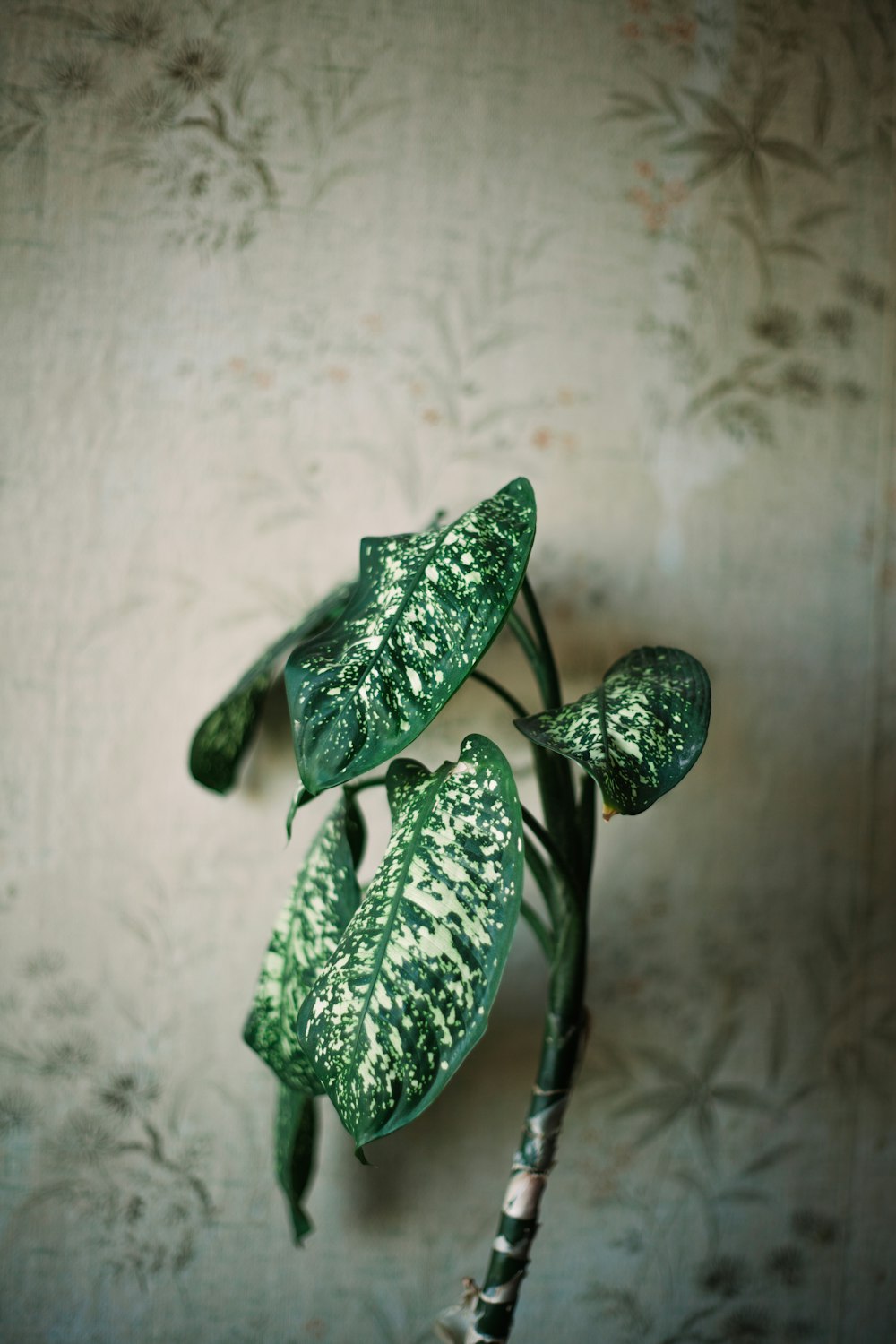 green leaf plant on white textile
