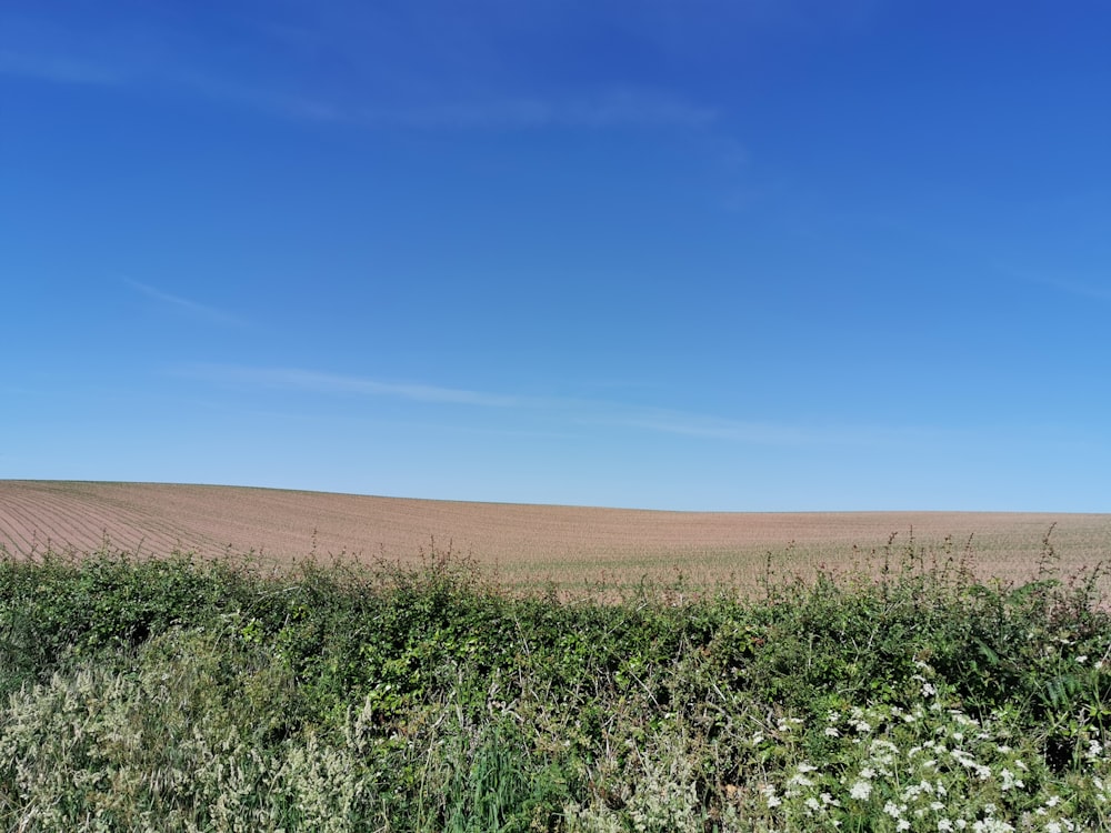 campo di erba verde sotto il cielo blu durante il giorno