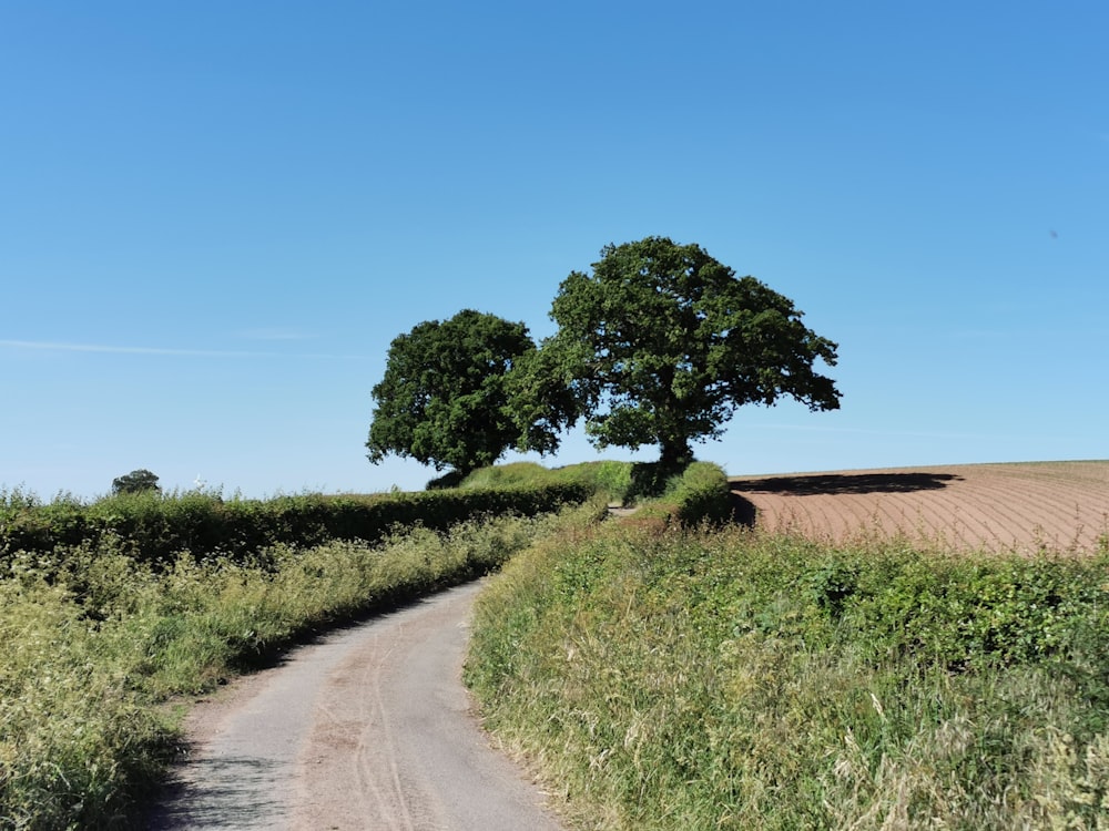 green grass field beside road during daytime