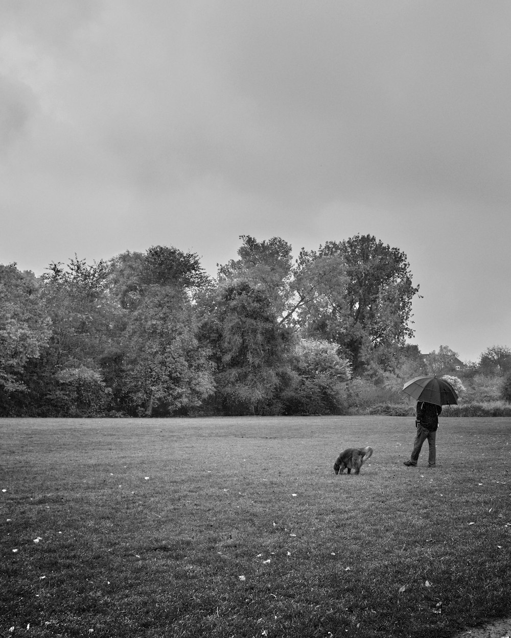 grayscale photo of 2 dogs on grass field near trees