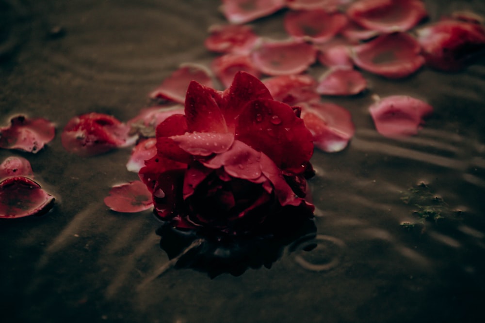 red rose on water during daytime