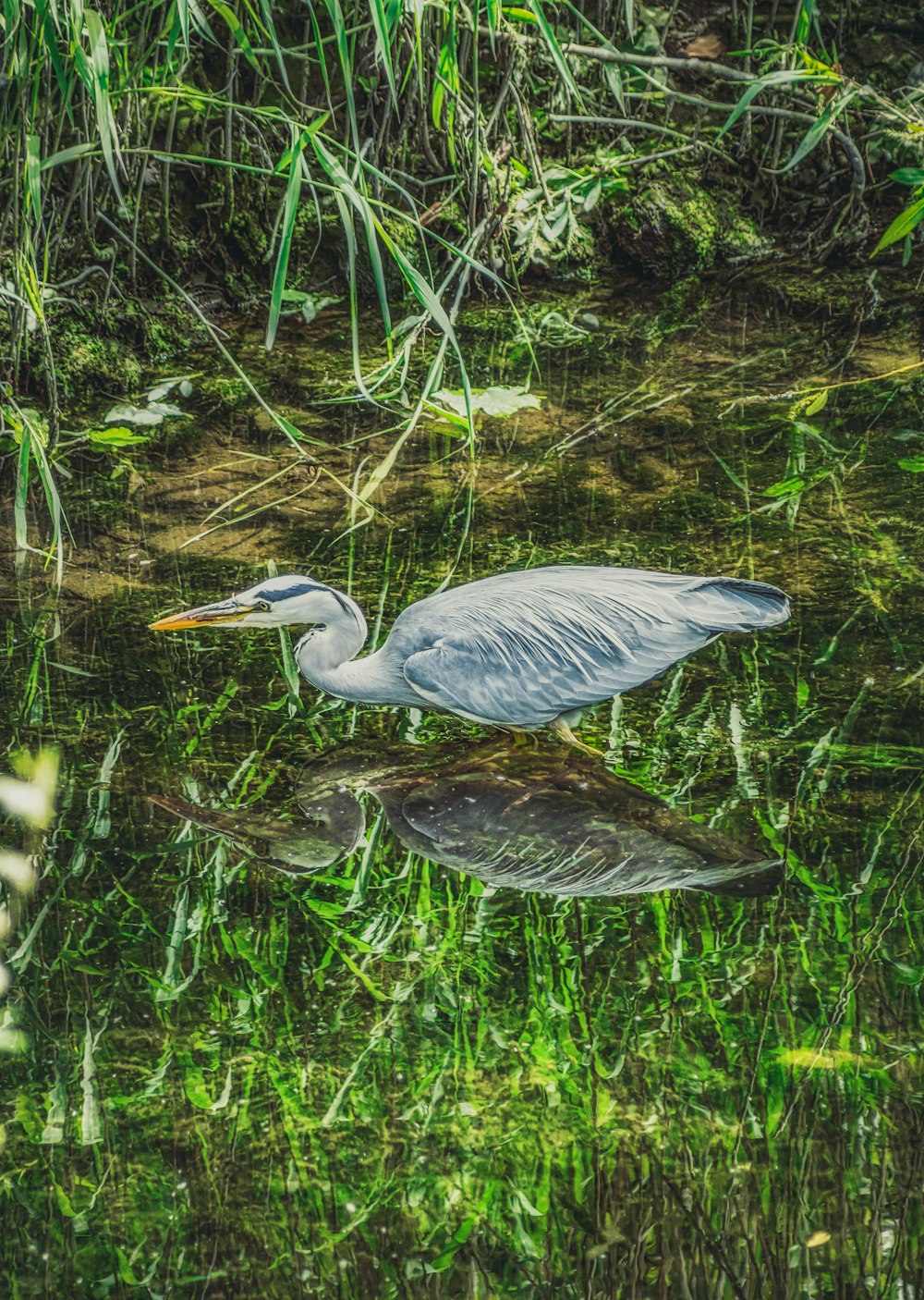 grey bird on water during daytime