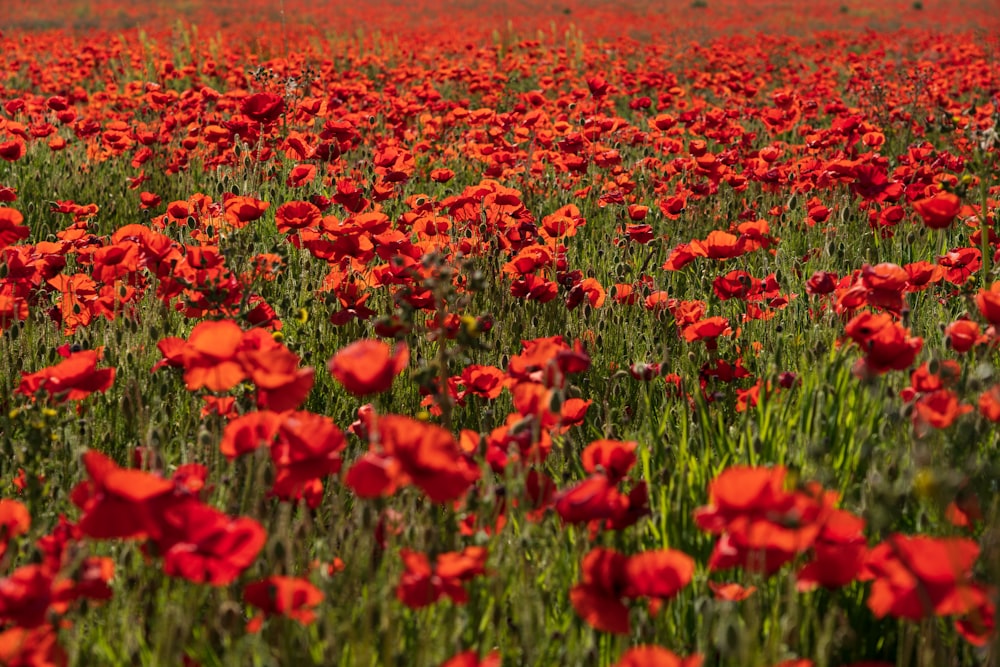 champ de fleurs rouges pendant la journée