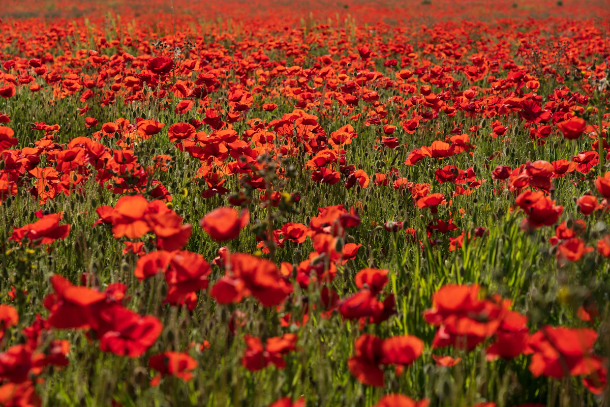A field of red poppies in bloom