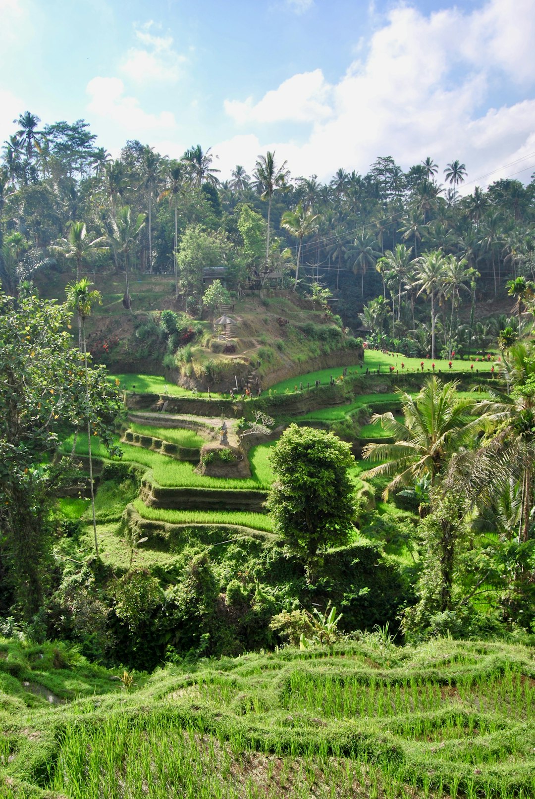 Jungle photo spot Tegallalang Kabupaten Badung