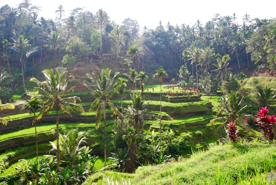 green grass field and trees during daytime in Tegallalang Indonesia