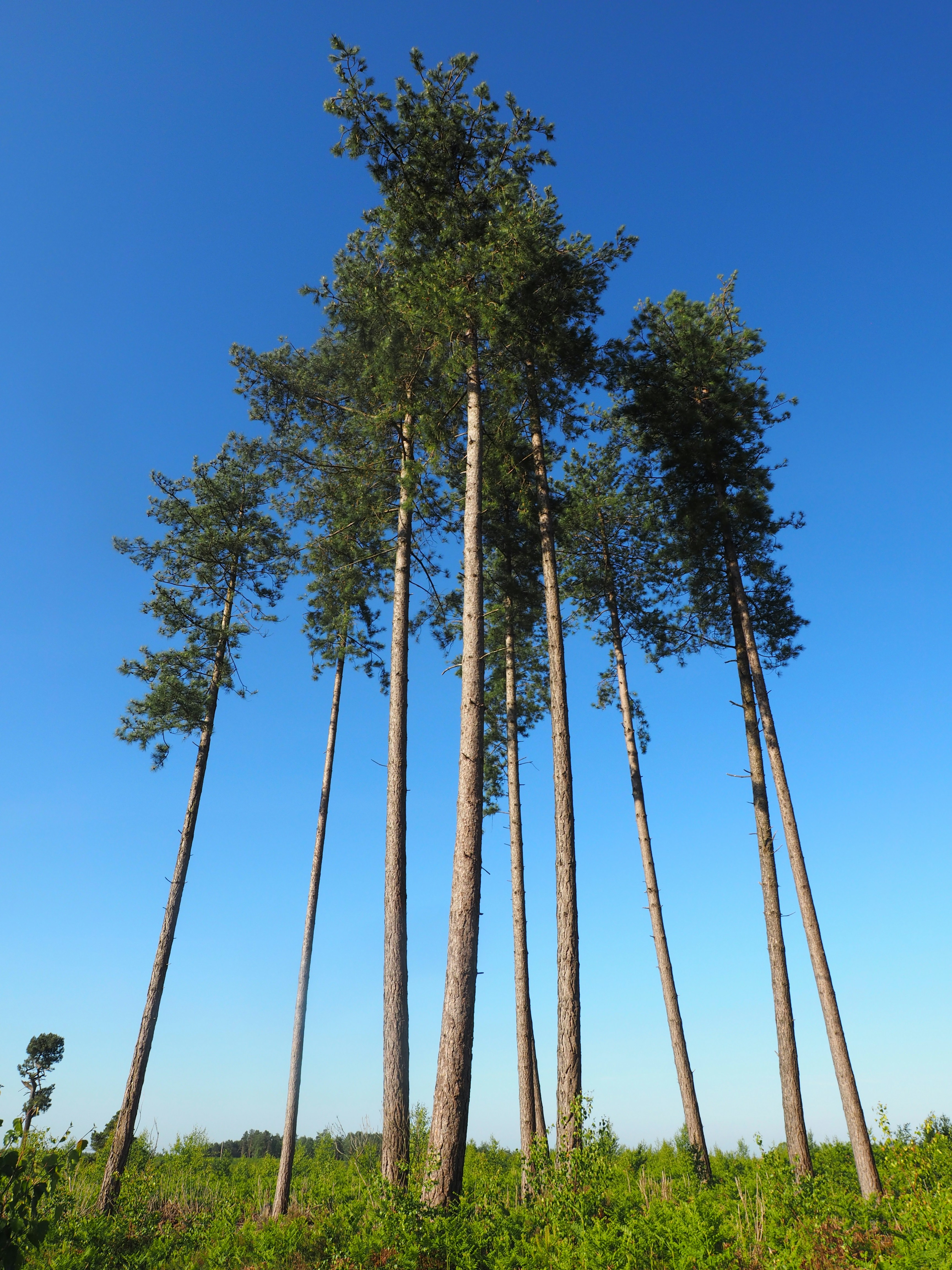 Green trees under blue sky during daytime photo – Free Forest Image on ...