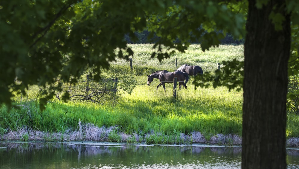 black horse on green grass field beside lake during daytime