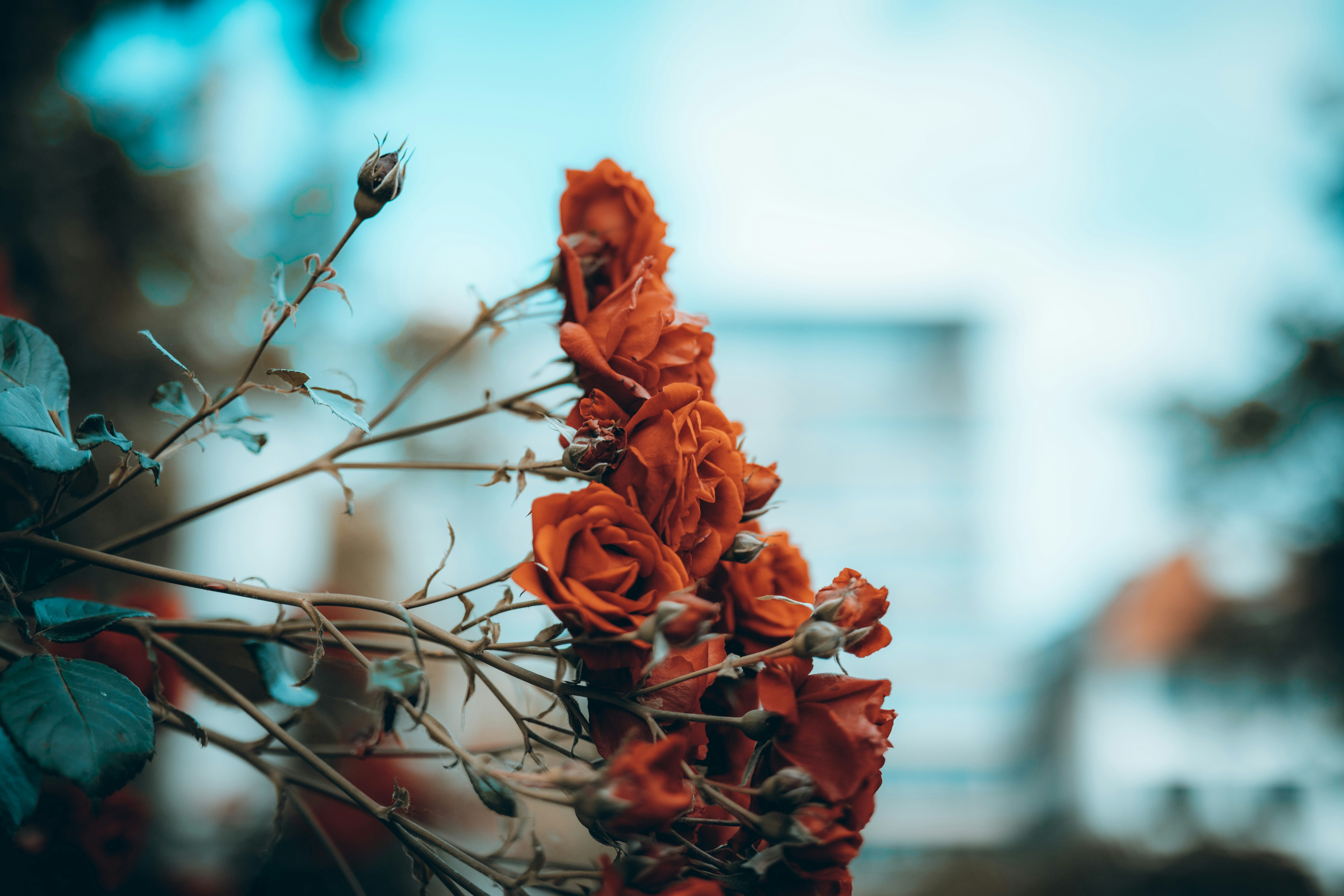 Blumen Kieß