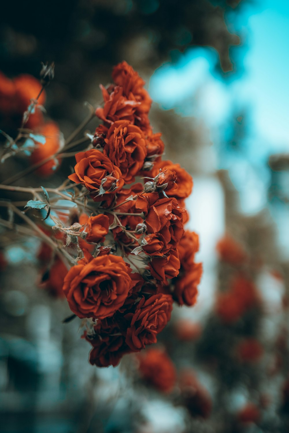 red roses in tilt shift lens