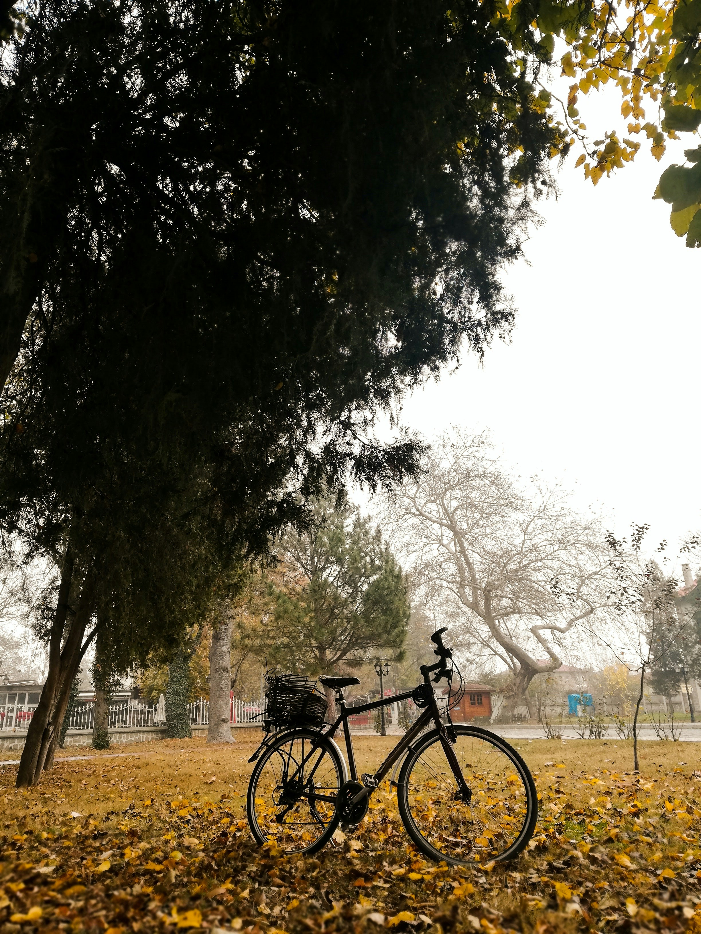 black commuter bike parked near trees during daytime
