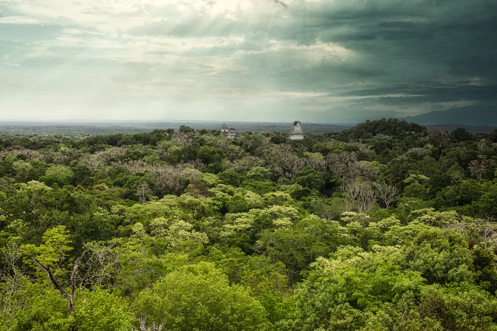 green trees under white clouds during daytime