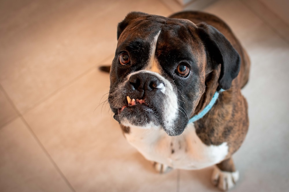 brown and white short coated dog