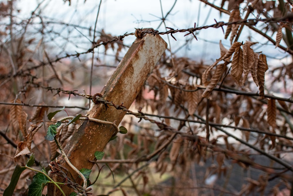 brown wooden tree branch during daytime