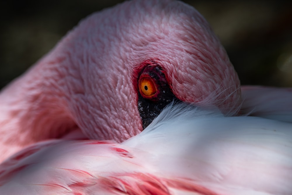 pink flamingo in close up photography