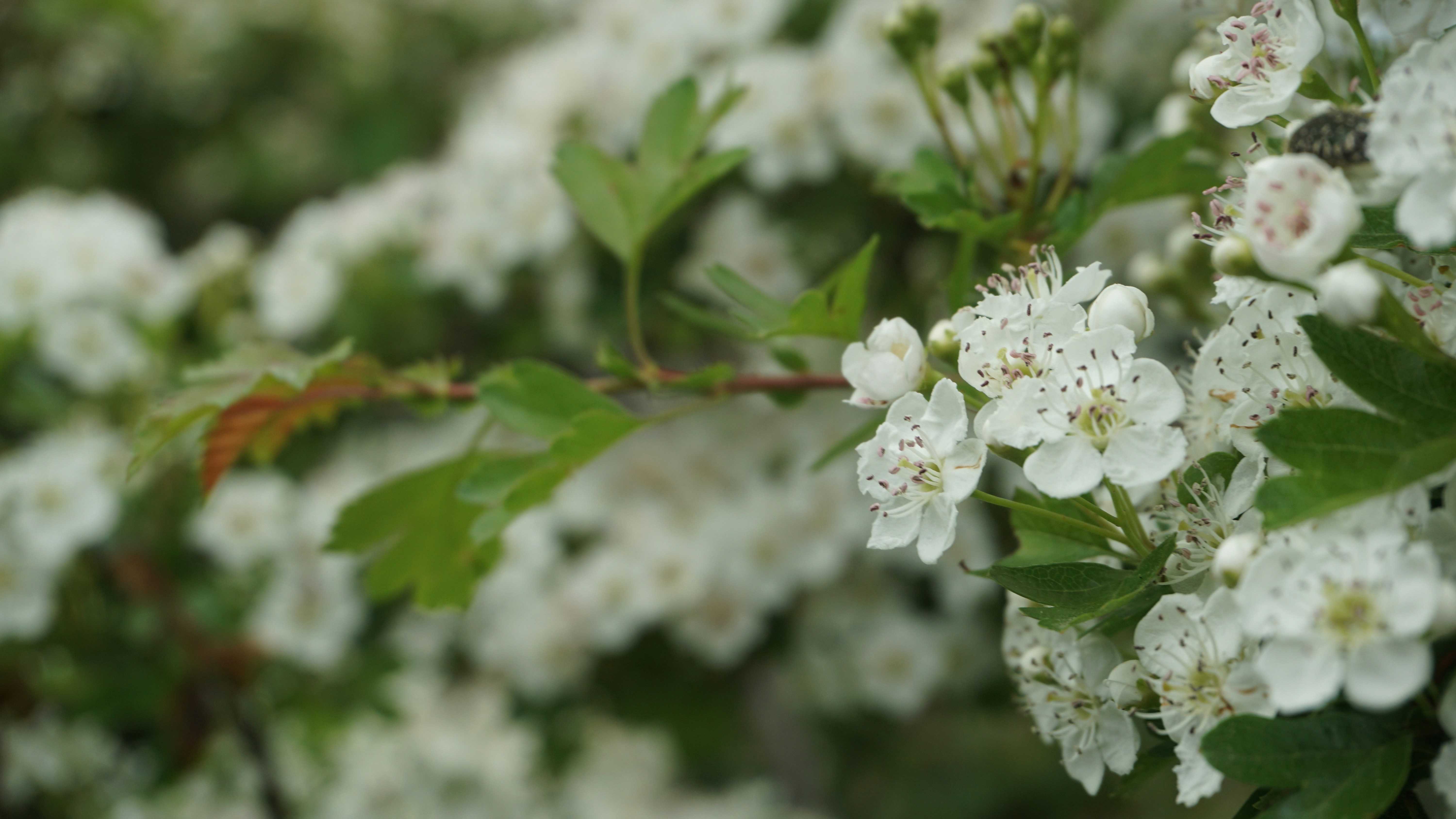 Photo by guillaume_rce